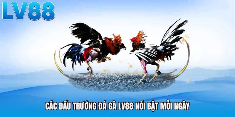 Các đấu trường đá gà LV88 nổi bật mỗi ngày
