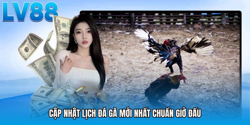 Cập nhật lịch đá gà mới nhất chuẩn giờ đấu