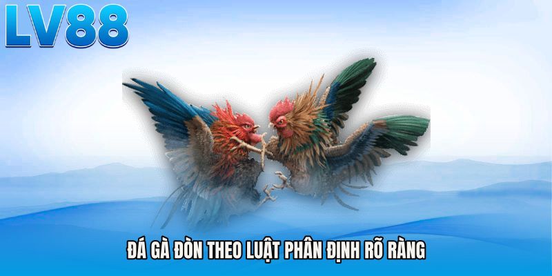 Đá gà đòn theo luật phân định rõ ràng