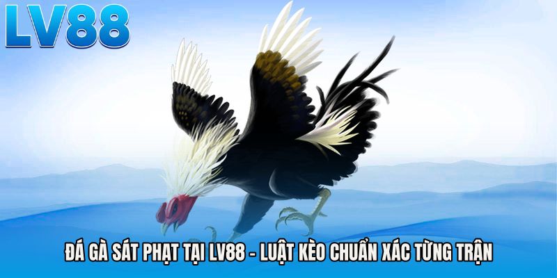 Đá Gà Sát Phạt Tại LV88 - Luật Kèo Chuẩn Xác Từng Trận
