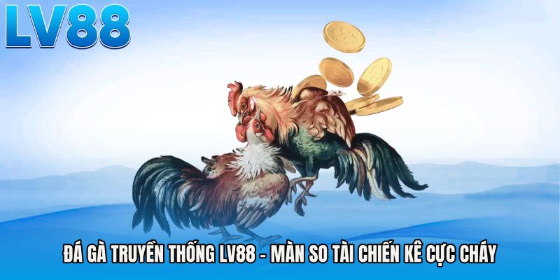 Đá Gà Truyền Thống LV88 - Màn So Tài Chiến Kê Cực Cháy